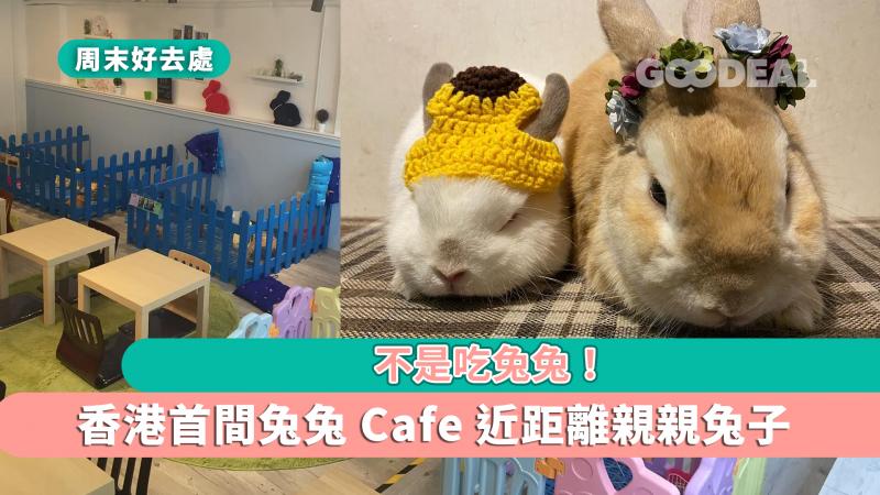 周末好去處｜不是吃兔兔！香港首間兔兔Cafe近距離親親兔子